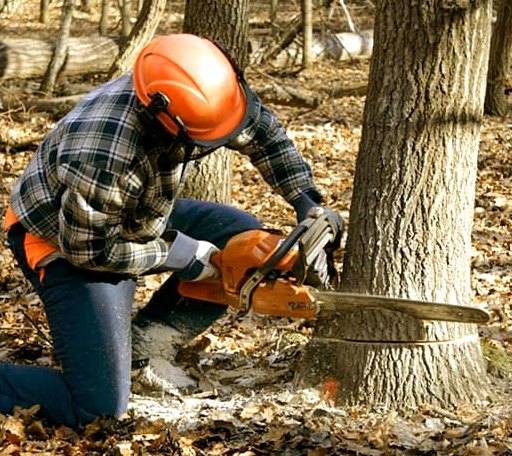 Tree Removal in Bay City, WI